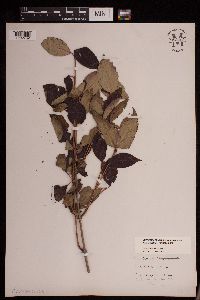 Cornus racemosa image