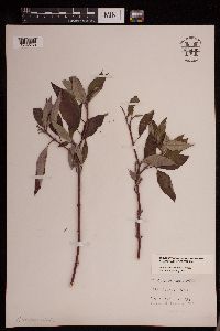 thumbnail image of current specimen
