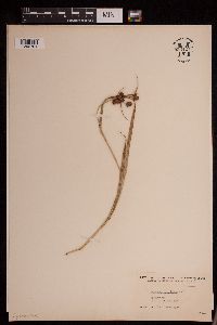 Scirpus atrovirens image