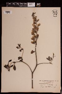 Baptisia leucophaea image
