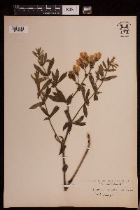 Baptisia leucophaea image