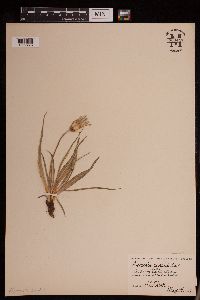 Media resource of Nothocalais cuspidata