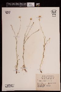 Image of Erigeron divergens