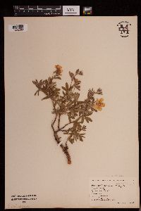Crocanthemum bicknellii image