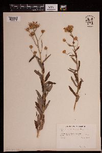 Eucephalus ledophyllus image