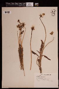 Image of Nothocalais alpestris