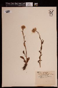 Eucephalus ledophyllus image