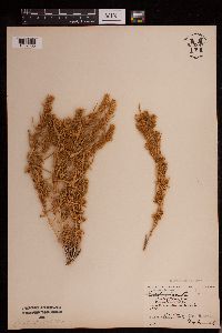 Krascheninnikovia lanata image
