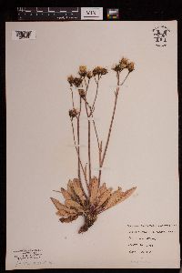 Crepis runcinata image