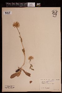 Erigeron glabellus image