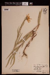 Helianthus nuttallii image