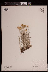 Eriophyllum lanatum image