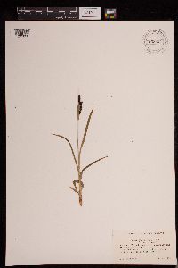 thumbnail image of current specimen
