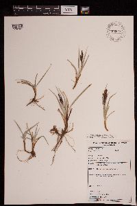 Carex flacca image