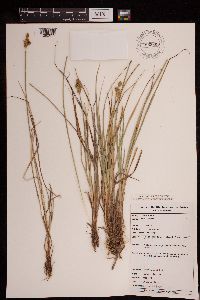 Carex canescens image