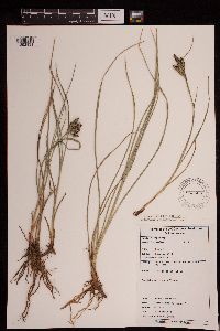 Image of Carex decidua