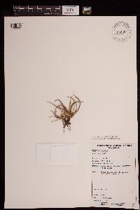 Image of Carex acaulis