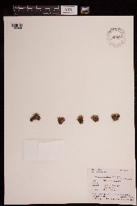 Image of Carex collumanthus