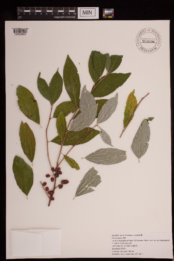 Elaeagnus umbellata image