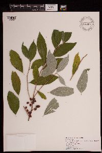 Image of Elaeagnus umbellata