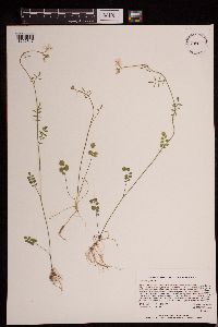 Cardamine pratensis image