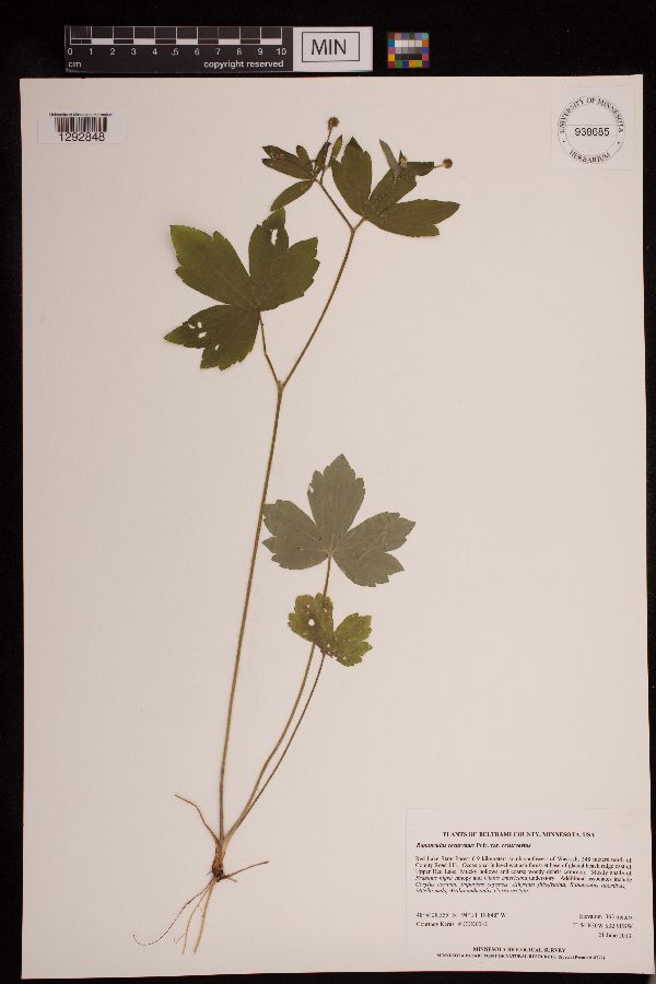 Ranunculus recurvatus image