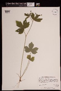 Media resource of Ranunculus recurvatus