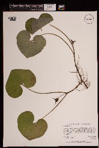 Asarum canadense image