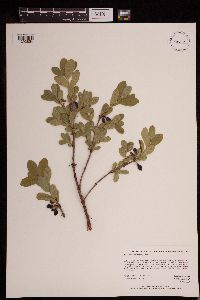 Lonicera caerulea image