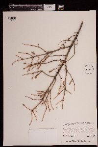 Arceuthobium pusillum image
