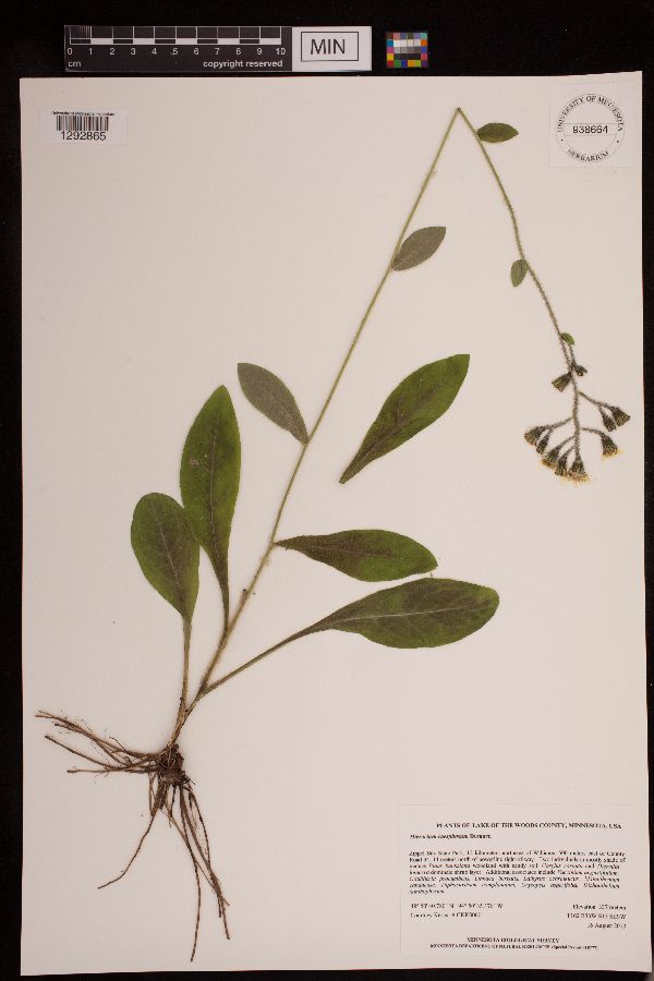 Hieracium caespitosum image