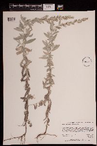 Artemisia ludoviciana subsp. ludoviciana image