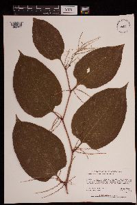 Fallopia japonica image