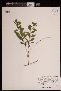 Geocaulon lividum image