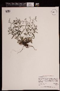 Houstonia longifolia image