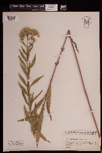 Eupatorium serotinum image