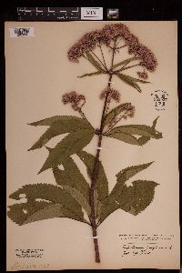 Eutrochium purpureum image