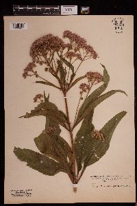 Eutrochium purpureum image