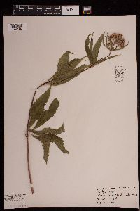 Eutrochium purpureum image