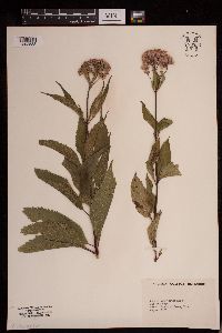 Eutrochium purpureum image
