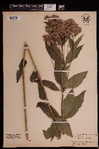 Eutrochium purpureum image