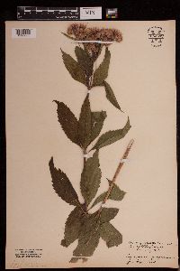Eutrochium purpureum image