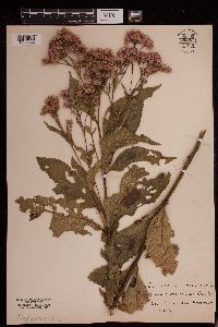 Eutrochium purpureum image