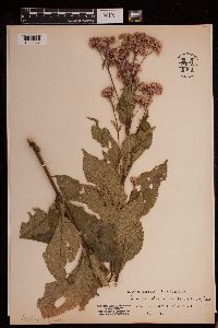 Eutrochium purpureum image