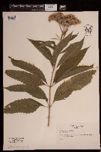 Eutrochium purpureum image