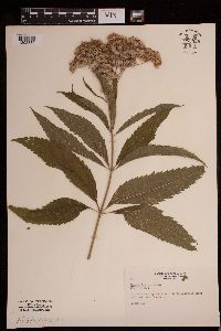 Eutrochium purpureum image