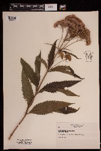 Eutrochium purpureum image