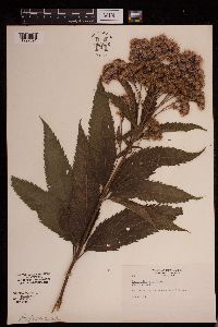 Eutrochium purpureum image
