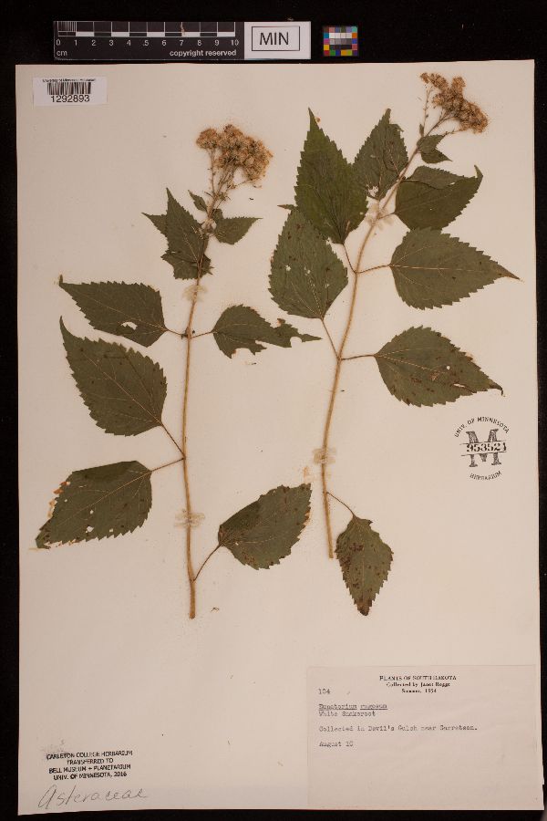 Ageratina image