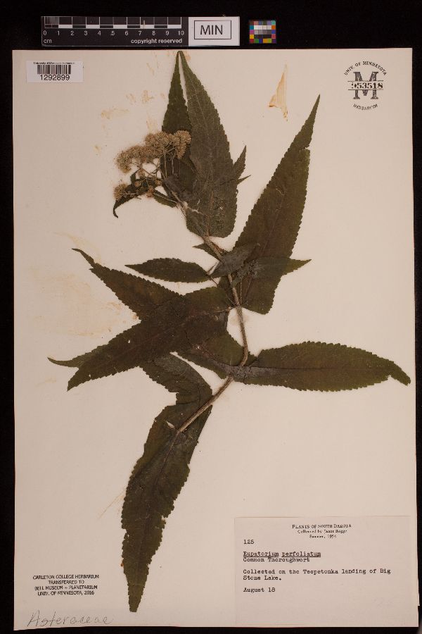 Eupatorium perfoliatum image